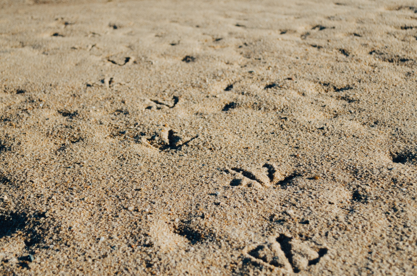 Kelly Sikkema sporen in zand