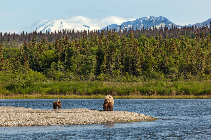 Verenigde Staten, beren in Alaska