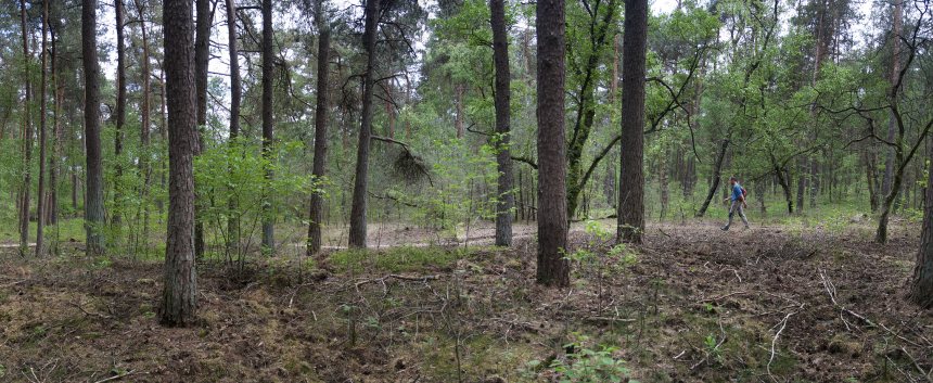 Edelherttrail Wandelroute Veluwe