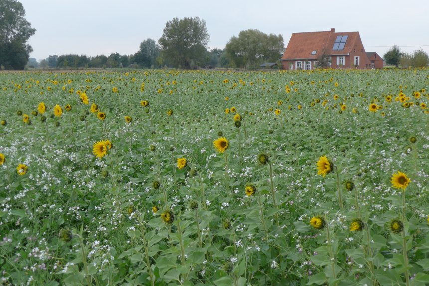 Fietsen in Vlaanderen langs de Schreve