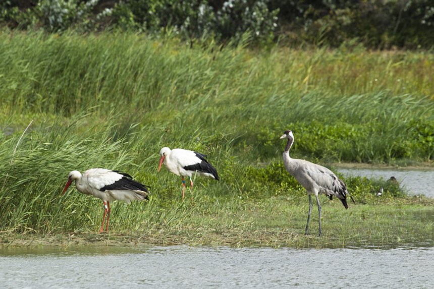 Baai van de Somme