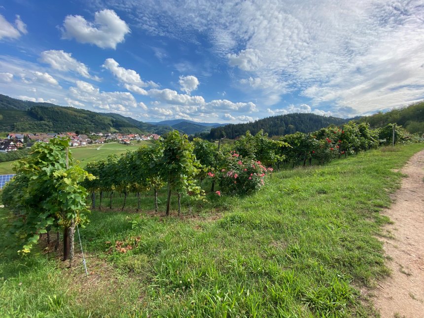 Oberkircher Brennersteig Zwarte Woud