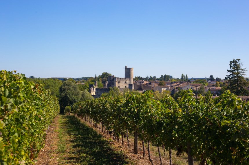 Wijngaard in Gironde