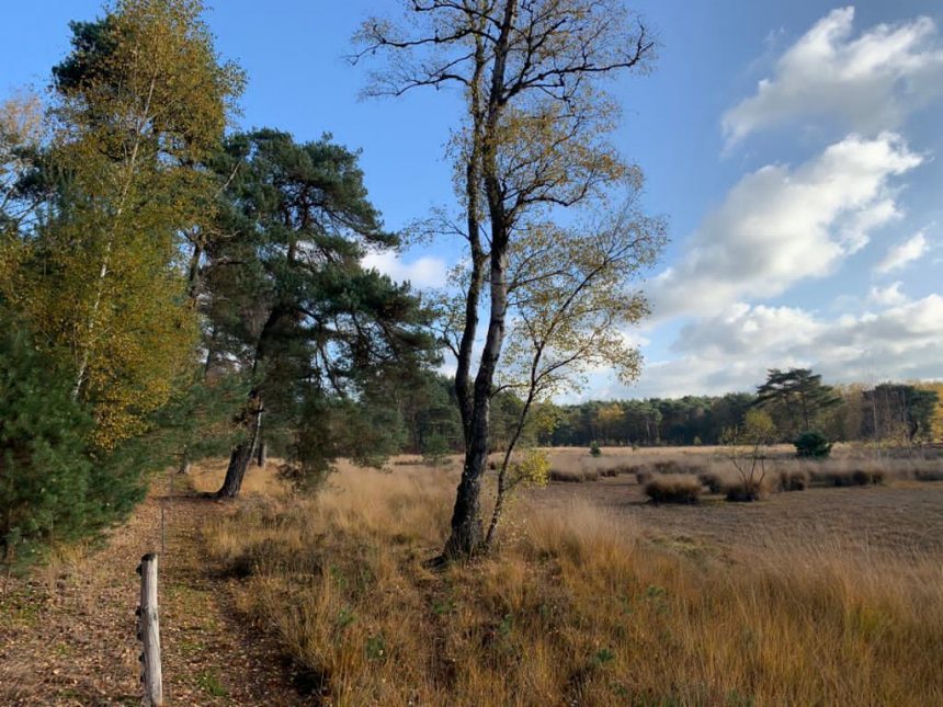 Maasduinen