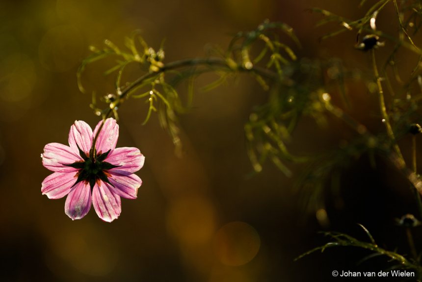 Macrofotografie