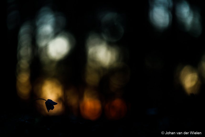 Macrofotografie