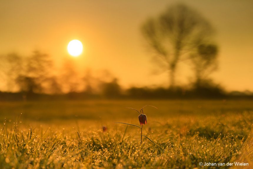 Kievitsbloem