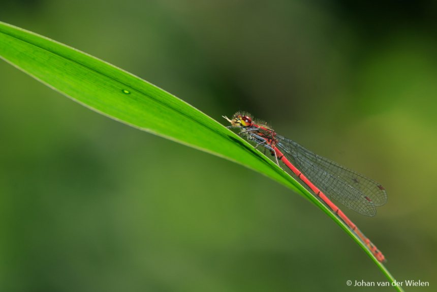 Macrofotografie