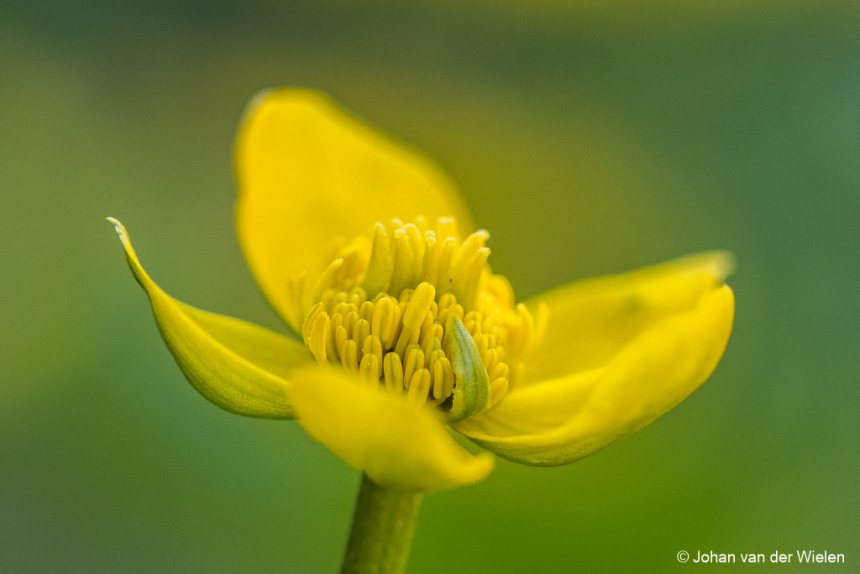Bloem