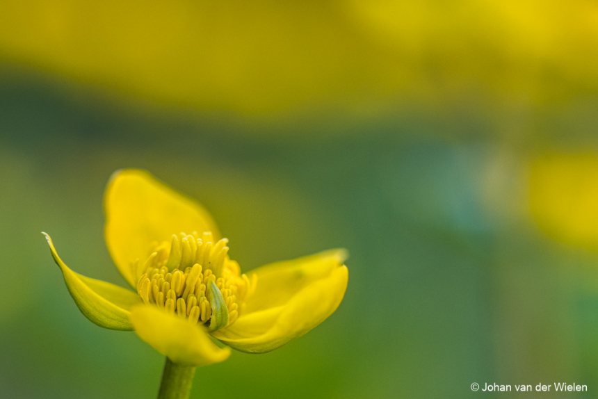 Bloem
