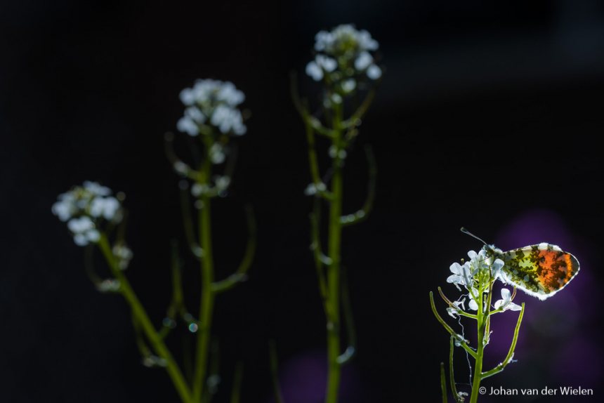 Macrofotografie