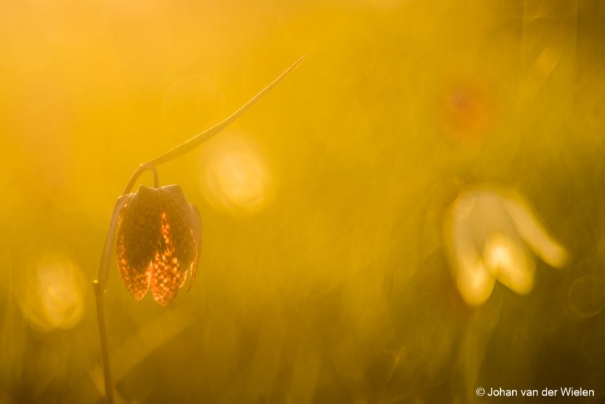 Macrofotografie
