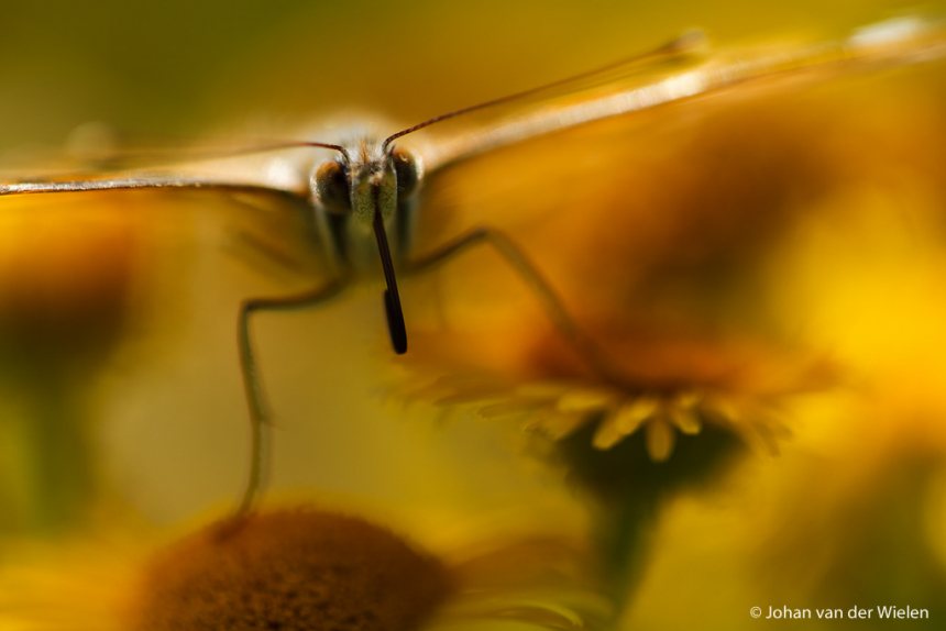 Macrofotografie