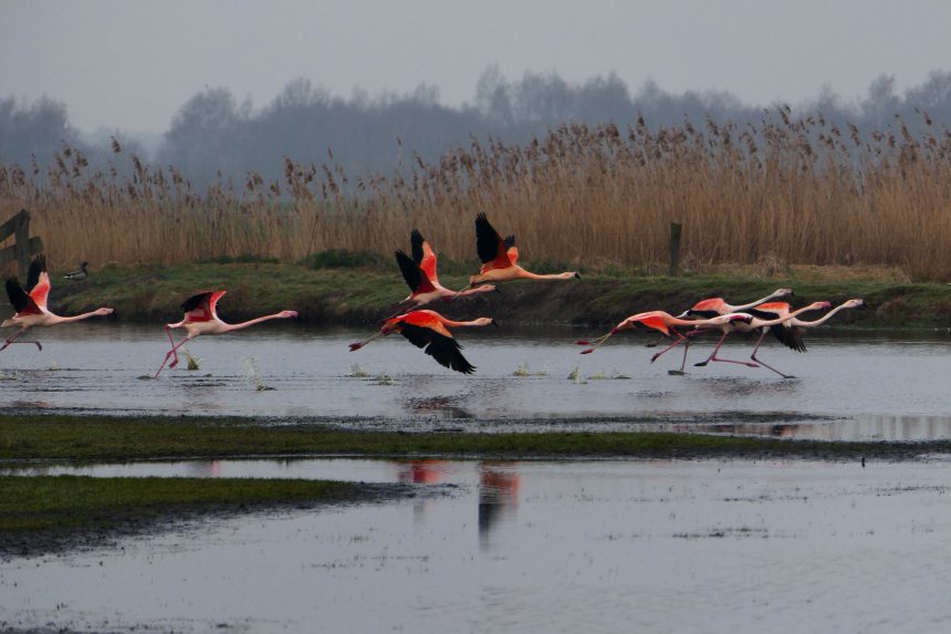 Flamingos in het Zwillbrocker Venn
