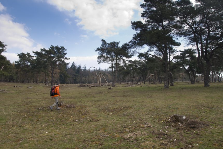 HeuvelrugHike wandelroute Utrechtse Heuvelrug