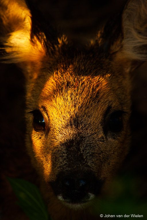 Reekalf in de bosjes