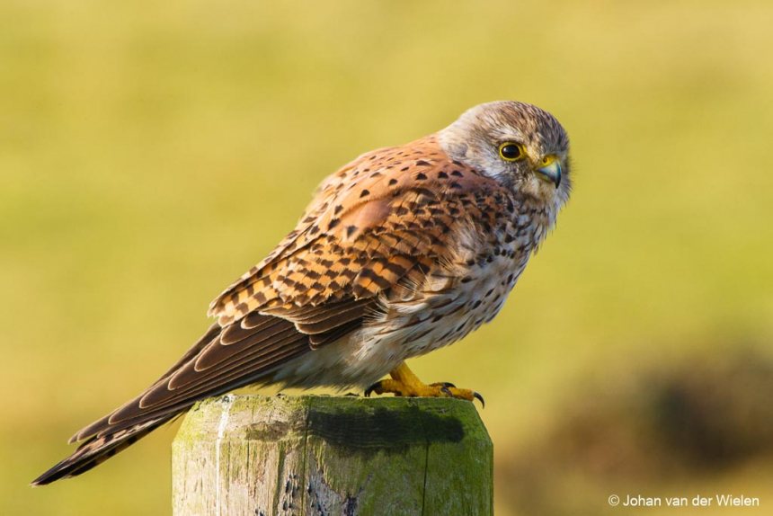 Torenvalk op een paaltje
