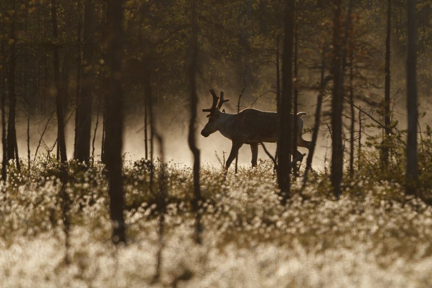 Rendier in bos