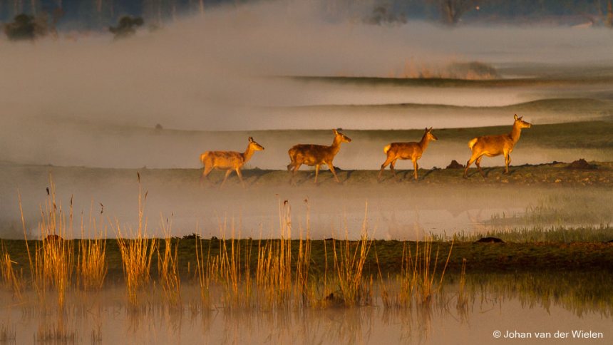 Hinden in de Oostvaardersplassen