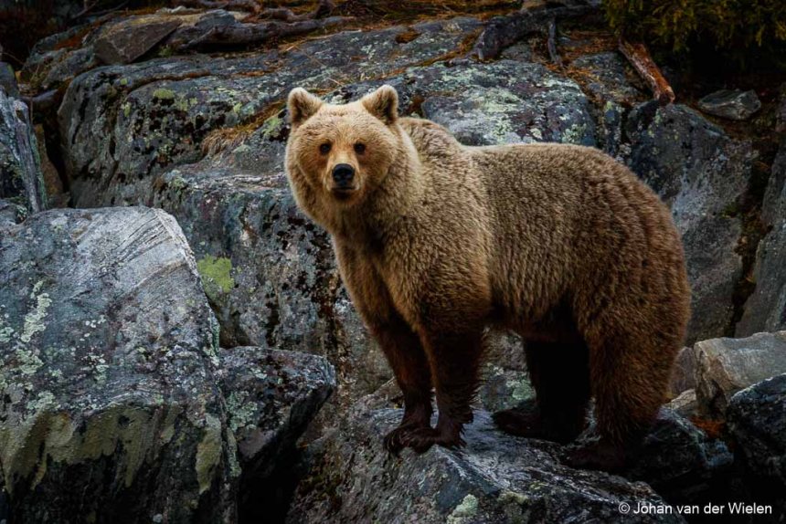 Europese bruine beer in Finland