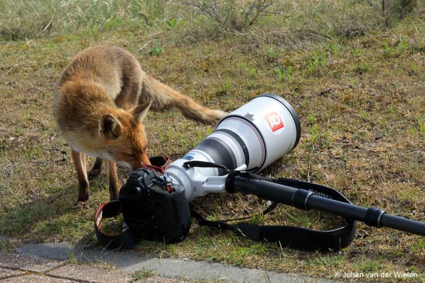 Vos bij een camera