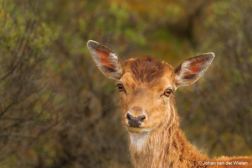 Damhert in de Amsterdamse Waterleidingduinen