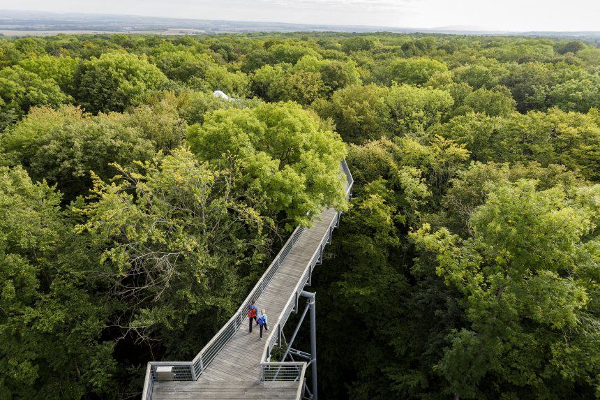 Boomkronenpad Hainich