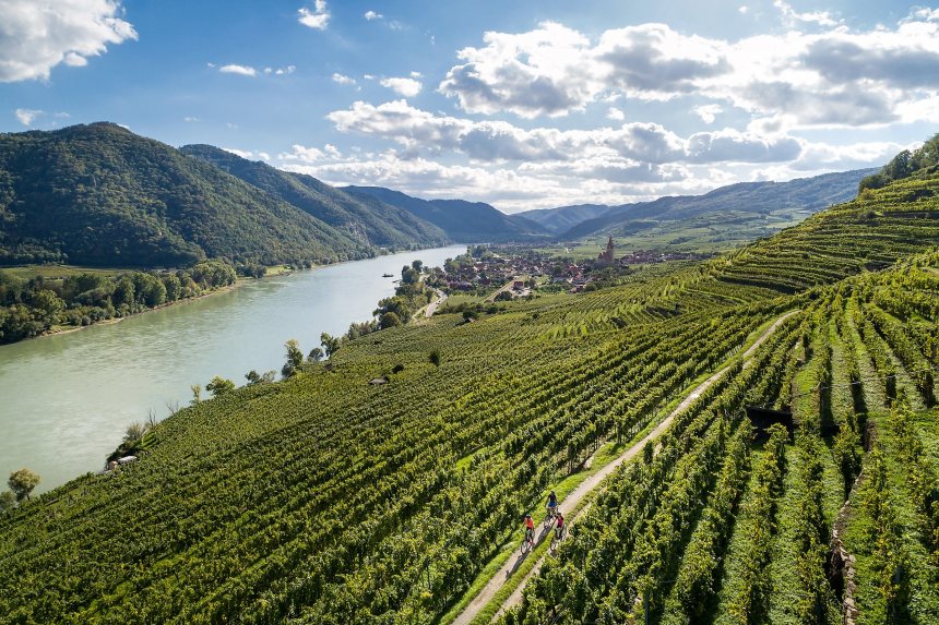 Donau-Radweg tussen druivenranken richting Wenen