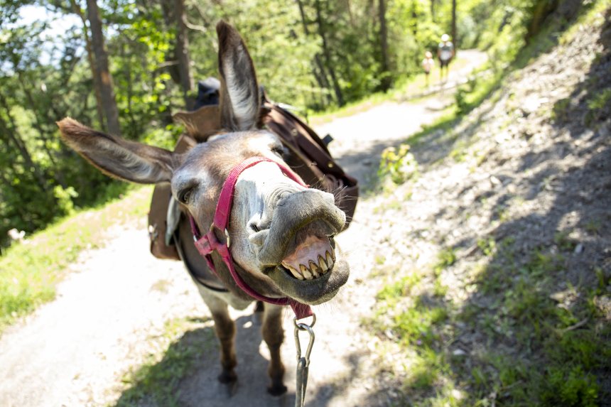 Ezelwandeling Mercantour