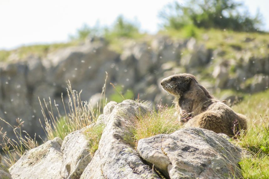 Een bergmarmot in de Mercantour, foto: Elly Molenaar