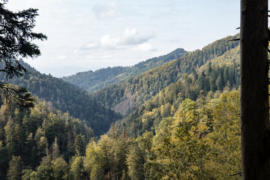 Schluchtensteig Zwarte Woud
