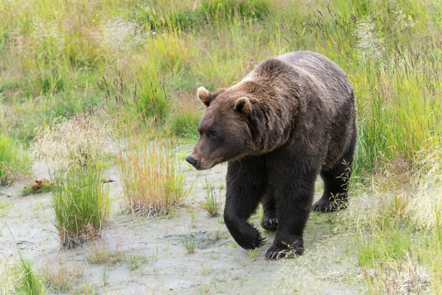 2046-Grizzlybeer-600x401.jpg Alaska Grizzlybeer