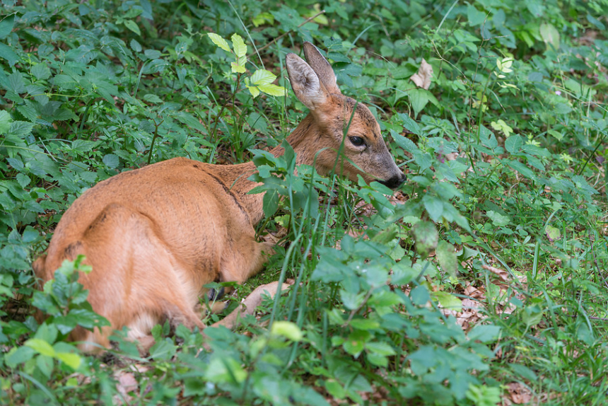 Altmuhltal-Panoramaweg - reekalfje