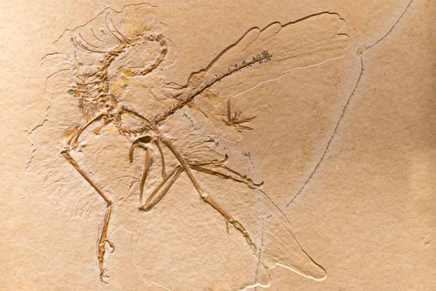 Eichstatt - Jura-Museum - Archeopteryx
