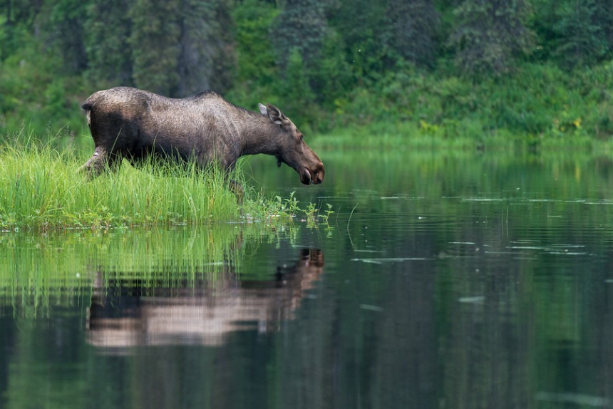 3986-B-Eland-aan-het-Kroto-Lake-600x401.jpg Alaska Eland Kroto Lake