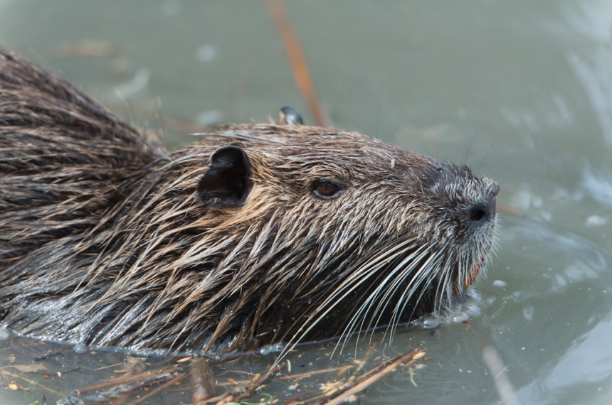 EVDP-019-Noord-Eifel-Bever-600x398.jpg De Bever: je kunt 'm tegenkomen in de Noord-Eifel.