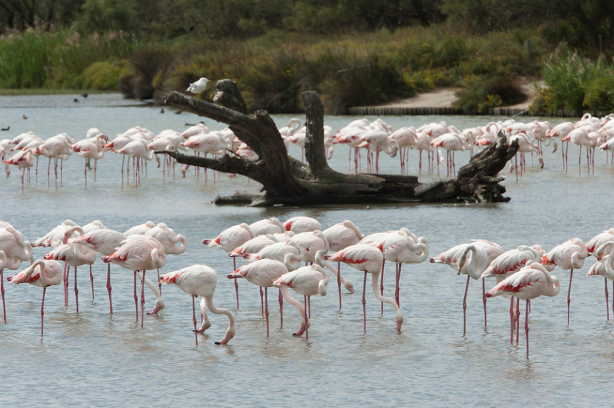 EVDP-036-Gewone-flamingos-600x399.jpg Fietsen in de Camargue