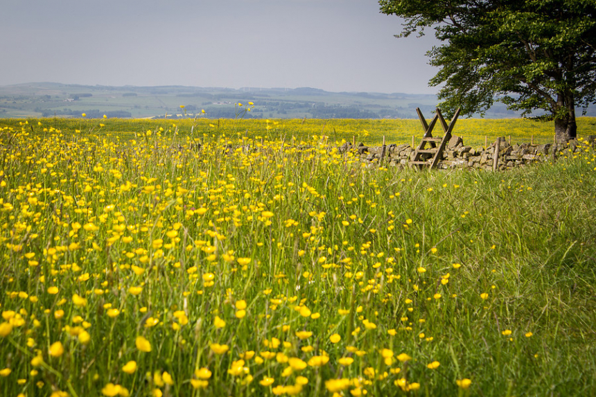 Hadrian's Wall