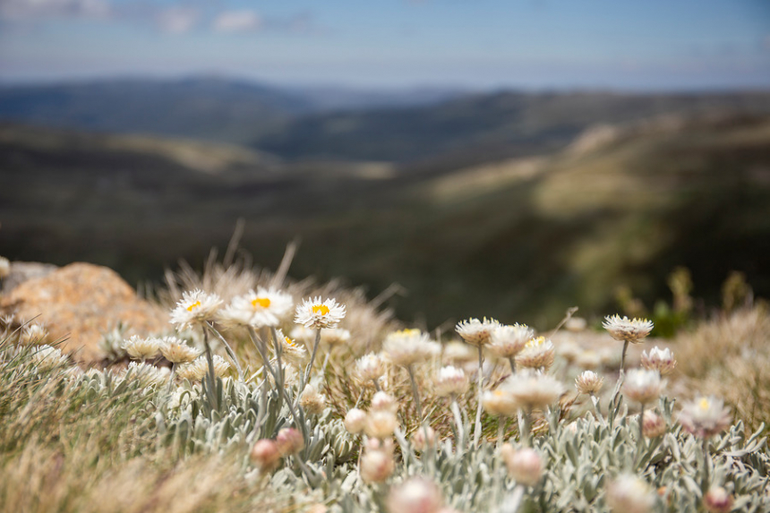 Mount Kosciuzko track