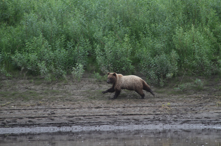 Kano-Alaska-Nowitna-3-600x398.jpg We zien twee jonge grizzly's.