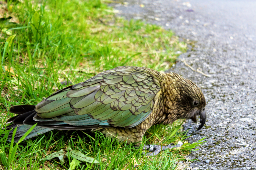 Kea-600x400.jpg Kea