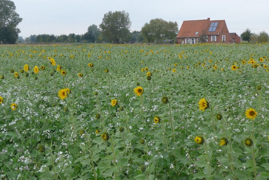 Fietsen langs de schreve