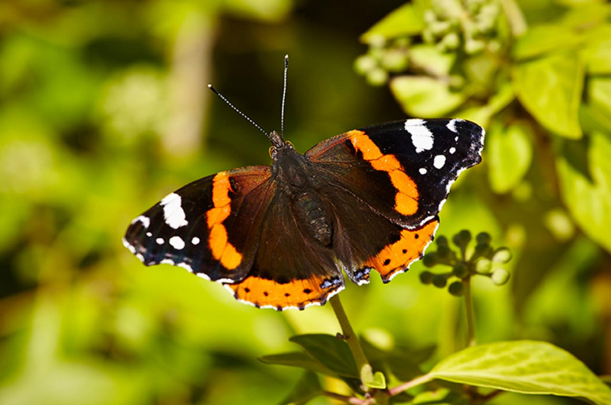 LR-Red-Admiral-butterfly-Bugeles-600x398.jpg LR-Red-Admiral-butterfly,-Bugeles