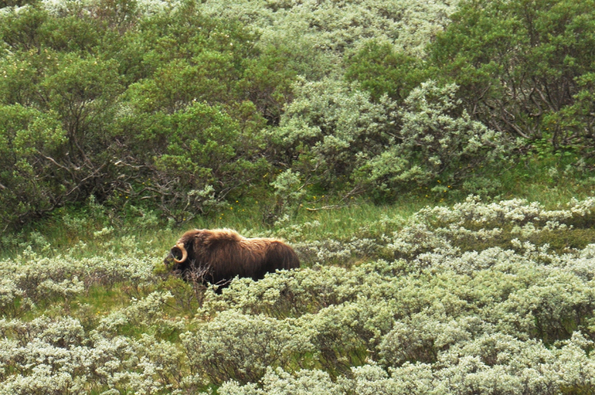 LR-dovre_07_HR-600x397.jpg dl;fkjasl;dfjldfjldfjlad