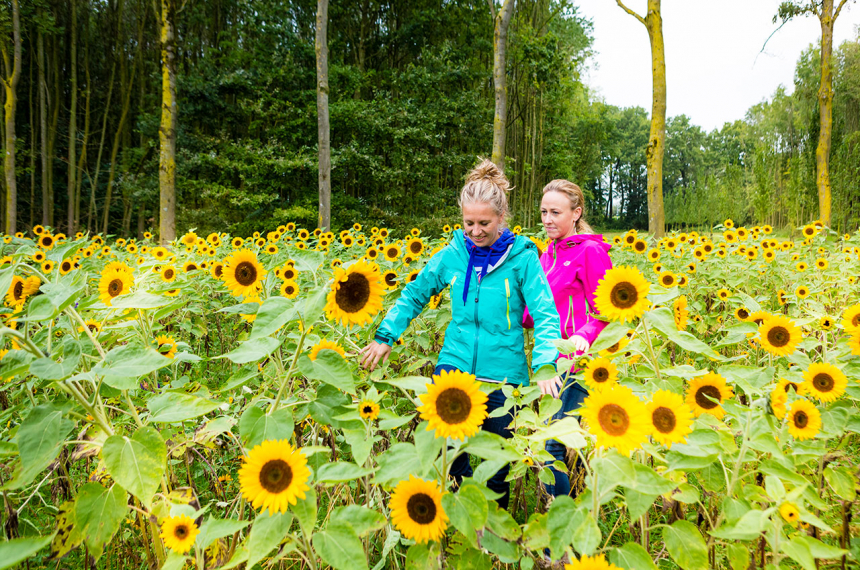 Bij kasteel Neerijnen gaat de route door een zelfpluk veld zonnebloemen.