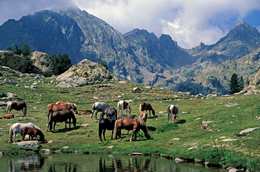 Mercantour-Lac-de-Trécouples-paarden-grazen-bergen-600x398.jpg Mercantour-Lac-de-Trécouples-paarden-grazen-bergen-600x398.jpg