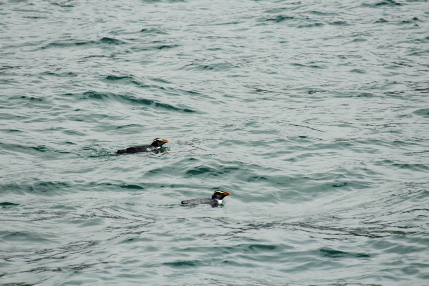 Pinguins-600x400.jpg Pinguins-600x400.jpg