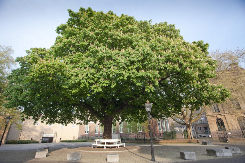 Postzegelboom-bij-Noordeinde-002-600x399.jpg ldfjalkdjflkdjfl