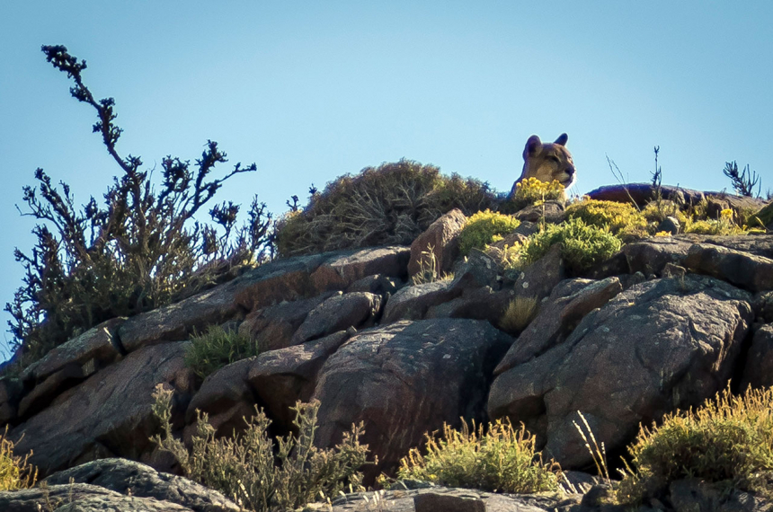 Torres-Del-Paine-Hike-3-600x398.jpg Torres del Paine biedt ook huis aan de poema.