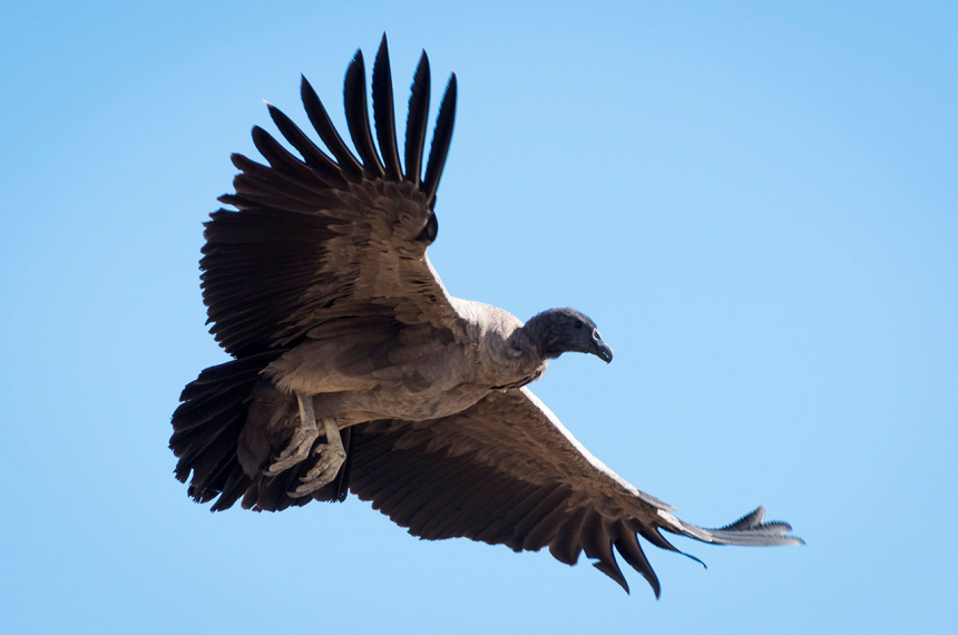 Torres-Del-Paine-Hike-5-600x398.jpg De Condor.